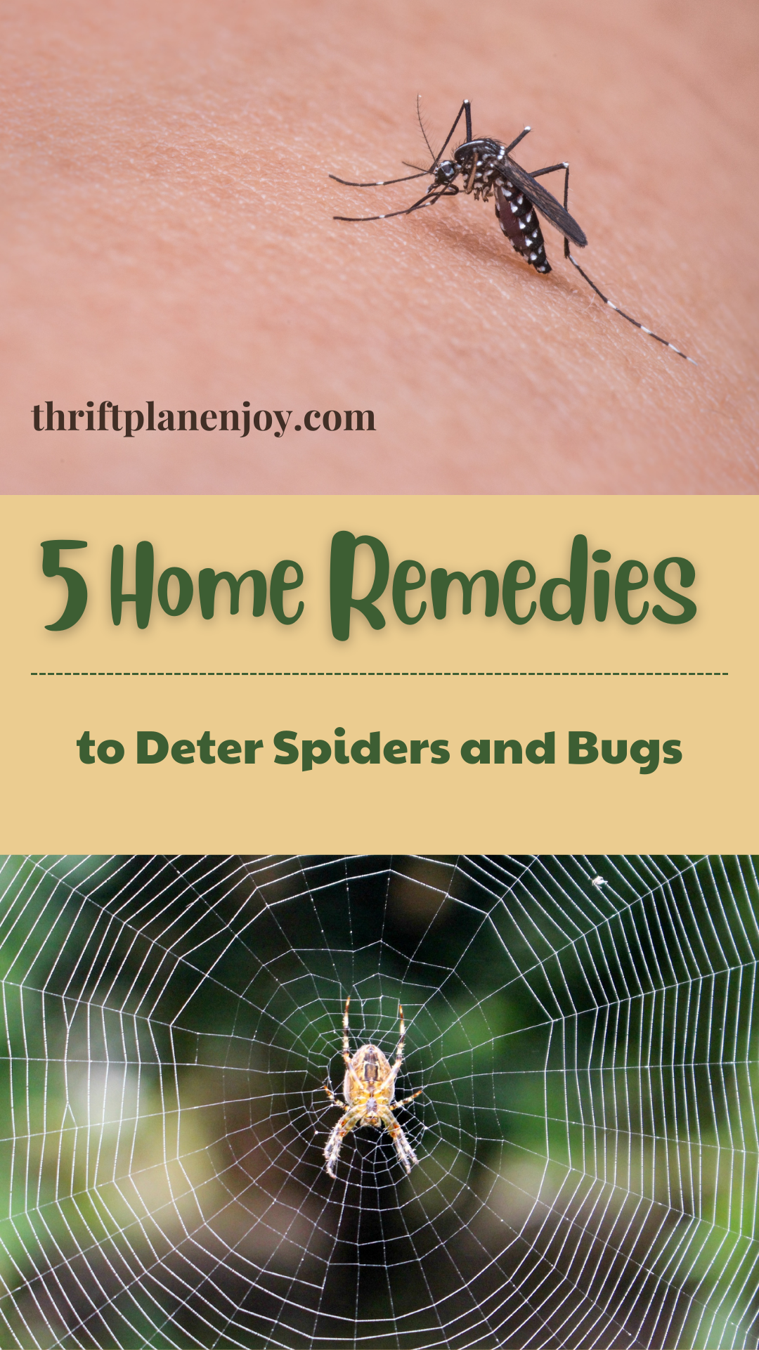 Deter Spiders and Bugs